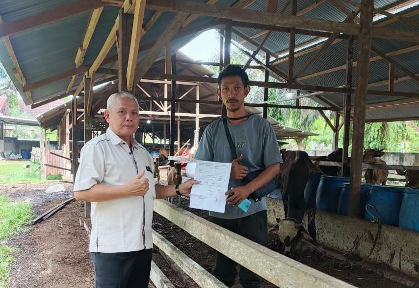 PT Swastisiddhi Amagra Berbagi Keberkahan Iduladha, Salurkan Dua Ekor Sapi untuk Masyarakat Kampar